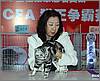 Yukiko 4th Best Cat (Phoenix)